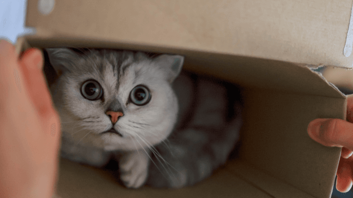 A ciência explica como gatos cabem em todo lugar
