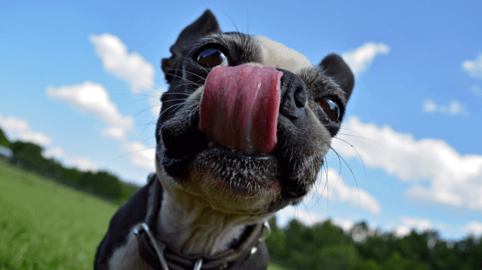 O que é o “mlem” e por que os cães colocam a língua para fora?