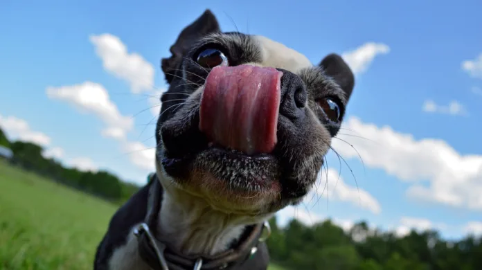 O que é o “mlem” e por que os cães colocam a língua para fora?