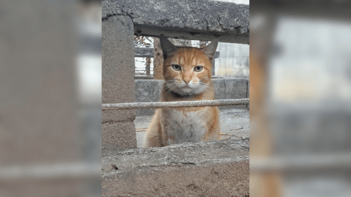 Moradora transforma condomínio no Rio em refúgio para 20 gatos comunitários