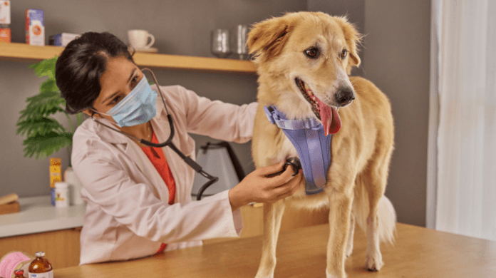 Dia do Médico-Veterinário: expansão da profissão aumenta responsabilidade sobre a qualidade da formação