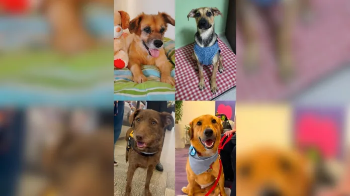 Shopping Parque da Cidade recebe evento de adoção de pets com deficiência em parceria com o Instituto Cãodeirante