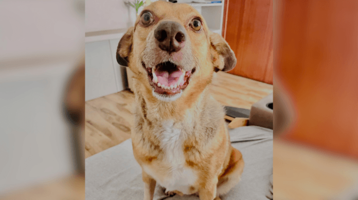 Cachorra viraliza ao ouvir a palavra 