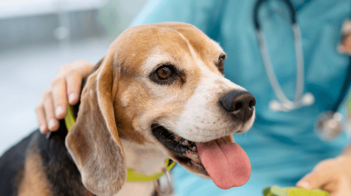 Cães e gatos também sofrem de hipertensão? Veja os riscos para visão, rins e coração
