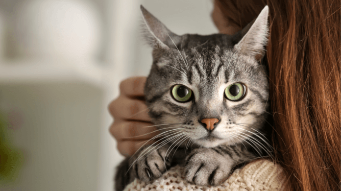 O que muda na escolha de um gato quando a família convive com ele antes de adotar?