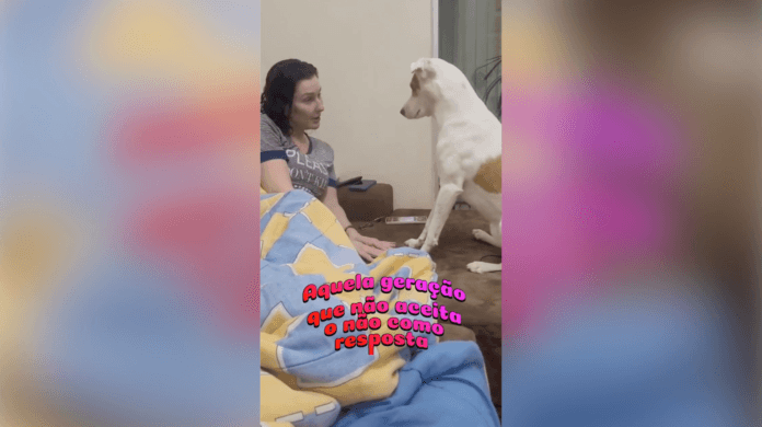 Cachorro não aceita que passeio foi cancelado e reação diverte a internet