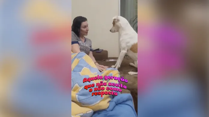 Cachorro não aceita que passeio foi cancelado e reação diverte a internet