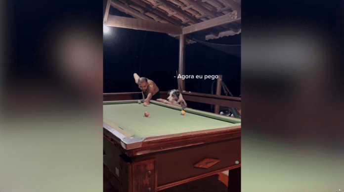 Border Collie “rouba” bola de bilhar e chama atenção na internet