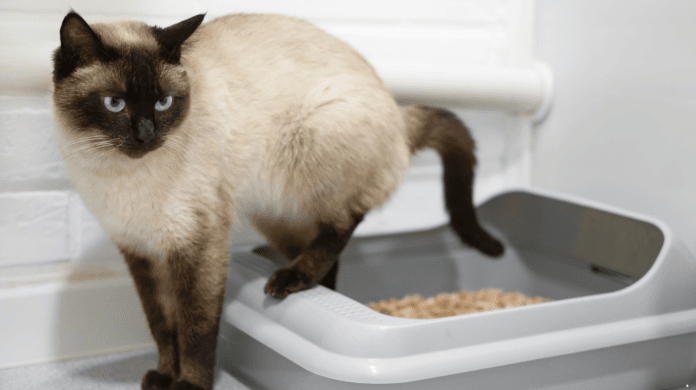Por que a prevenção de problemas urinários é essencial para os gatos?