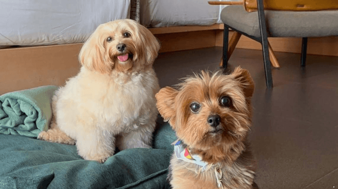 Viajar com o pet virou prioridade, e o mercado de hospedagem já sente o impacto