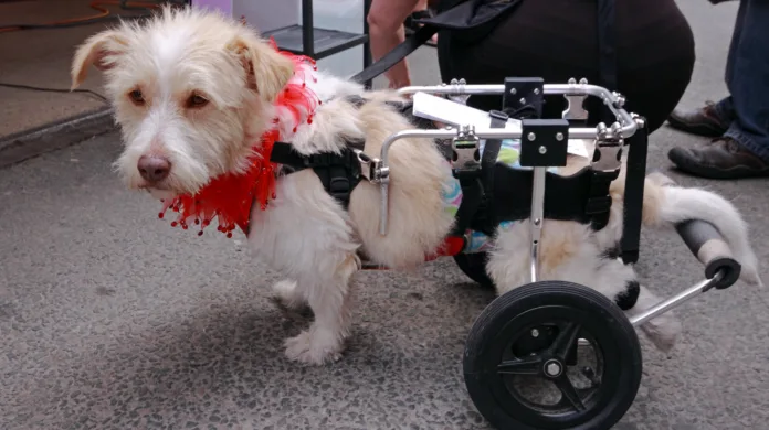 Pets com deficiência podem viajar de avião? Veja o que é fato e o que é fake