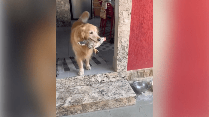 Golden retriever e galinha viram grandes amigos e divertem a internet