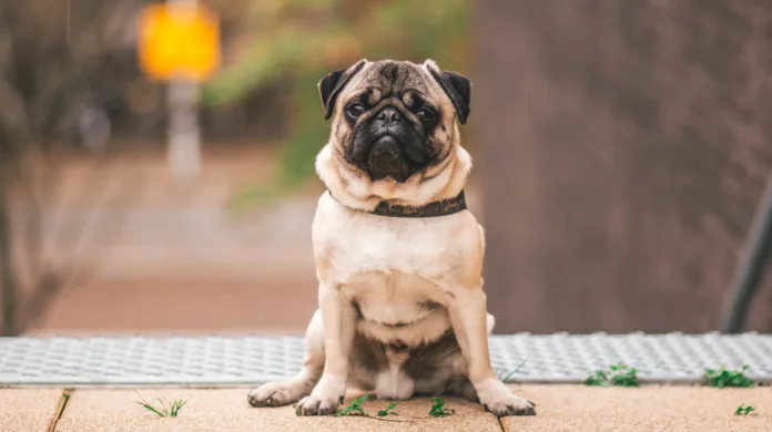 Por que as variações de temperatura exigem cuidados extras com cães e gatos?
