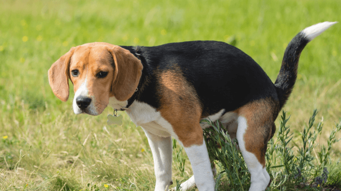 Por que os cães chutam o chão depois de fazer cocô?
