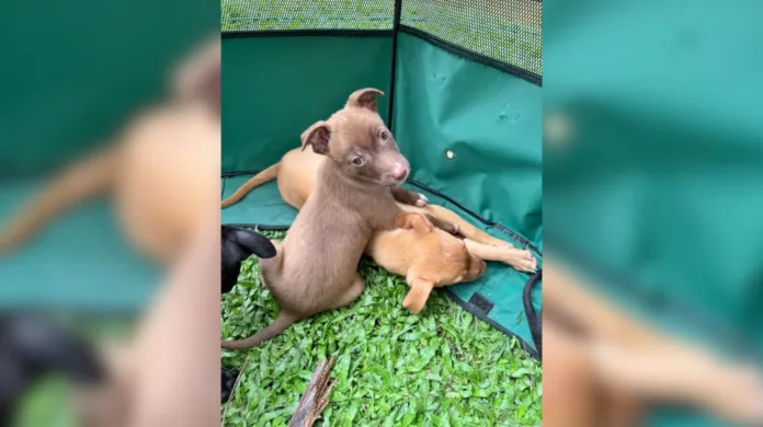 Valinhos promove evento de adoção de filhotes neste sábado na Feira do Povo