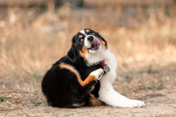 Australian Shepherd puppy. Fall season
