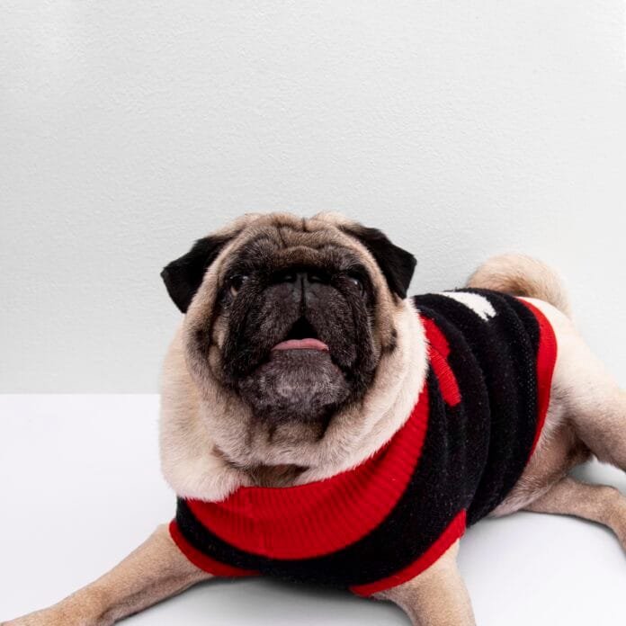 Cachorro protegido do frio com roupa durante período de baixa temperatura