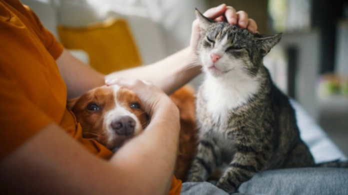 Por que as farmácias de manipulação estão de olho no mercado veterinário?