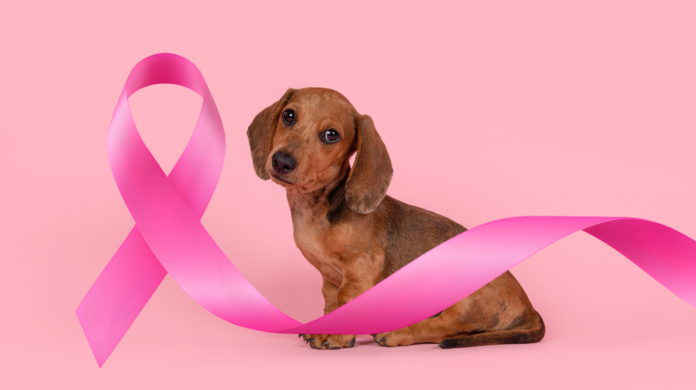 Câncer de mama em pets: 5 crenças que podem atrasar a avaliação veterinária