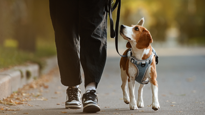 Seu cachorro reconhece você pelo jeito de andar?