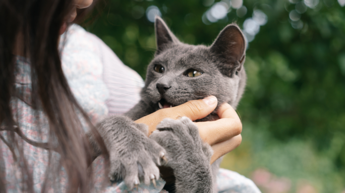 Os gatos realmente gostam de carinho?