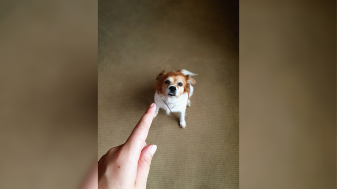 Seu cachorro entende quando você aponta?