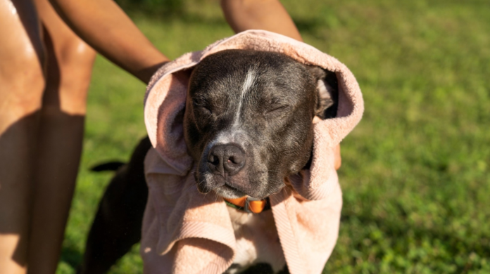 Como os dias chuvosos afetam a saúde de cães e gatos?