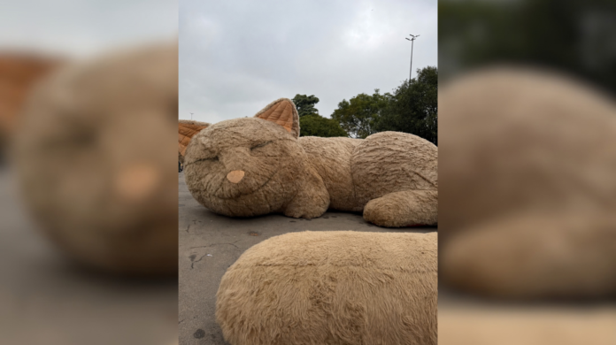 Festival Pet estreia no Rio com programação dedicada ao bem-estar animal