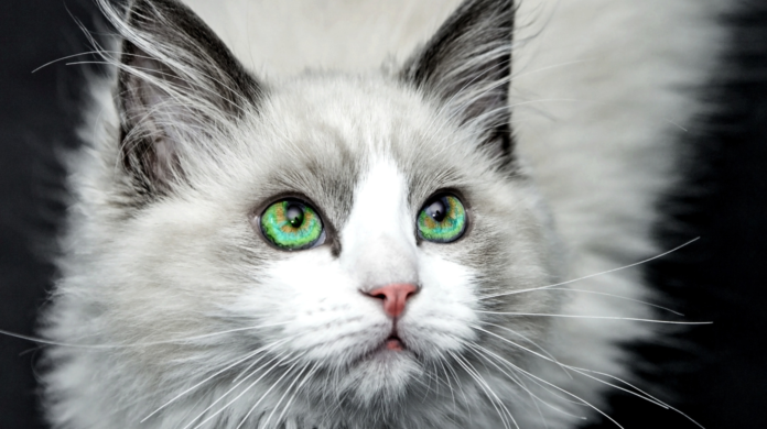 32,2 milhões de gatos: por que escolher um animal pela aparência pode aumentar o risco de devolução