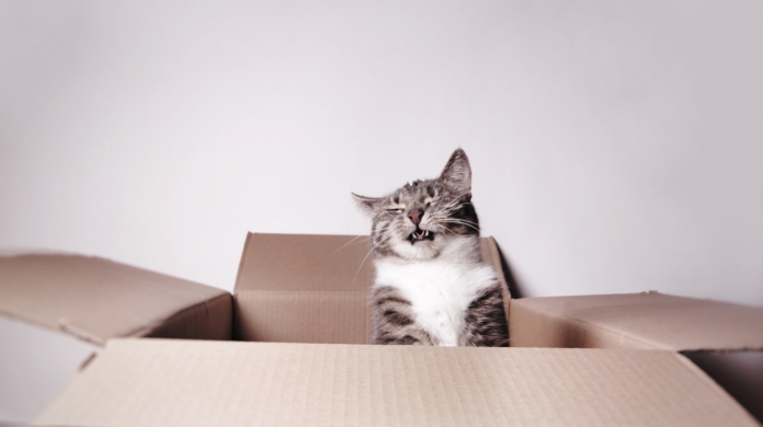 Por que os gatos parecem gostar tanto de caixas?