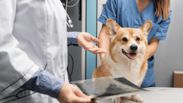 Como identificar doenças cardíacas em cães e gatos?
