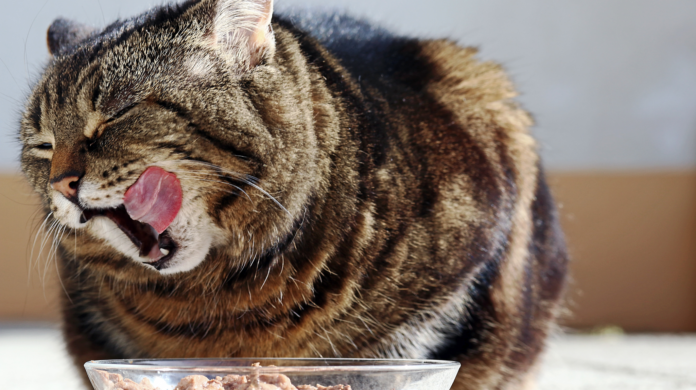Gato castrado precisa de ração especial? Veterinária explica o que muda