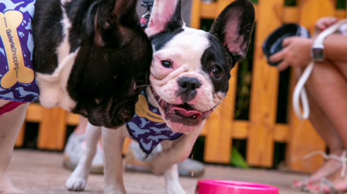 Encontro Pet no Galleria reúne Bulldogs e feirinha de adoção de cães sem raça definida