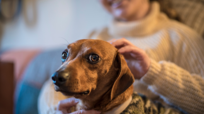 Os cães conseguem reconhecer uma pessoa mentirosa?