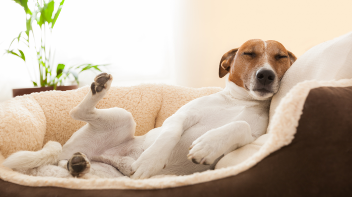 Os cães sonham com seus tutores?
