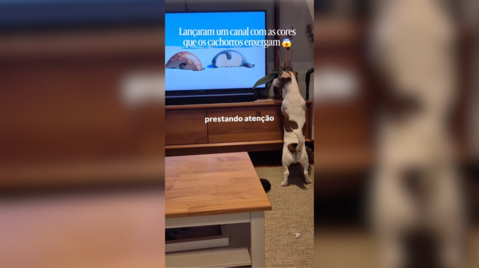 Cachorros estão 'viciados' em desenho da Netflix? Conheça Sealook, animação que viralizou entre os pets