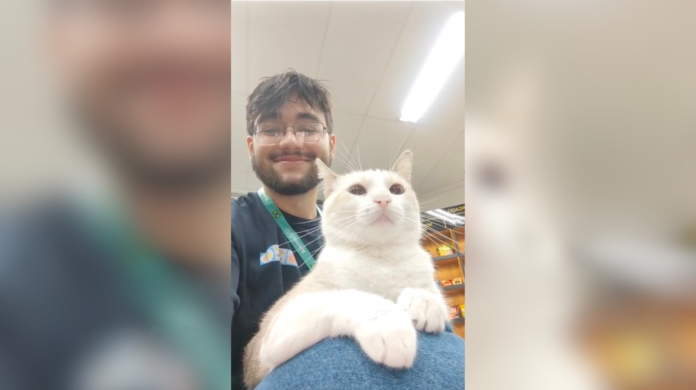 Mel, Abel e Poli: os gatos resgatados que viraram parte da equipe de uma empresa de tecnologia