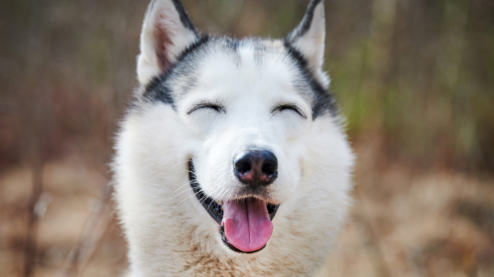 Cachorros podem ser otimistas ou pessimistas?