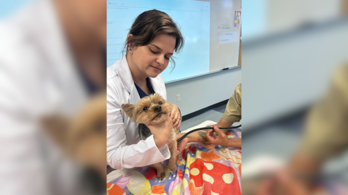 Como acompanhar dor e qualidade de vida em cães e gatos?