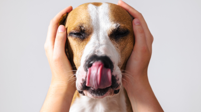 Os cães conseguem sentir quando estamos estressados?