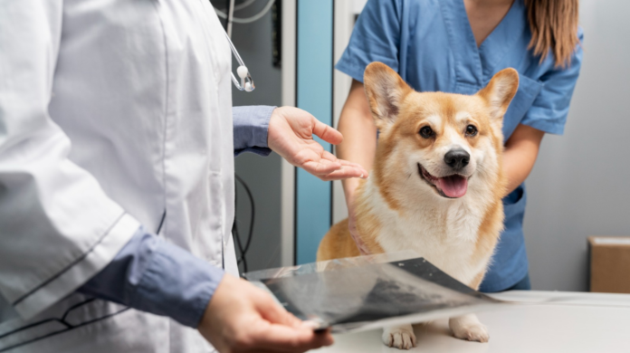 Outubro Rosa nos pets: o que o peso da sua cadela tem a ver com tumores mamários?