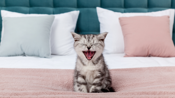 Países com mais gatos são mais felizes? Estudo com 93 nações aponta relação curiosa