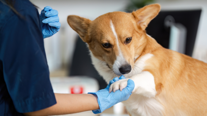 Planos de saúde para pets crescem no Brasil e ganham espaço como benefício corporativo