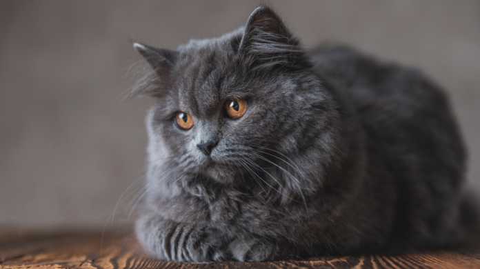 Por que os gatos ficam olhando para o nada?
