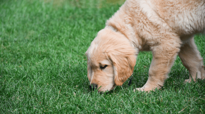 Por que os cães cheiram antes de fazer xixi?