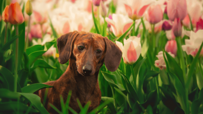 Mudanças de rotina na primavera pedem atenção à pele, aos olhos e às orelhas dos pets