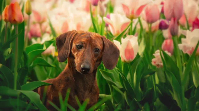Mudanças de rotina na primavera pedem atenção à pele, aos olhos e às orelhas dos pets