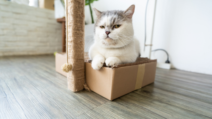 Por que os gatos gostam tanto de caixas?