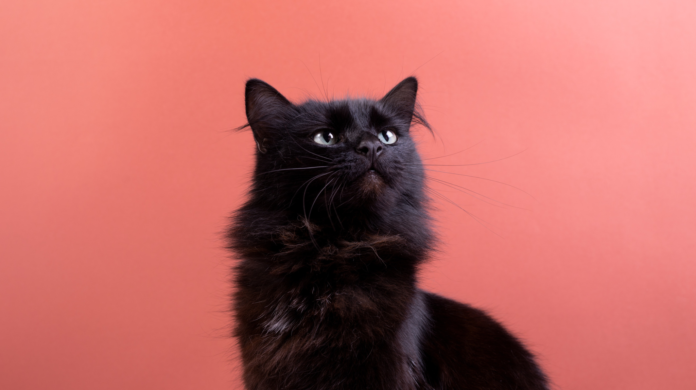Dia do Gato Preto: por que a cor da pelagem ainda pesa na hora de adotar?