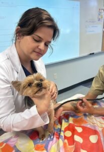 Como acompanhar dor e qualidade de vida em cães e gatos?